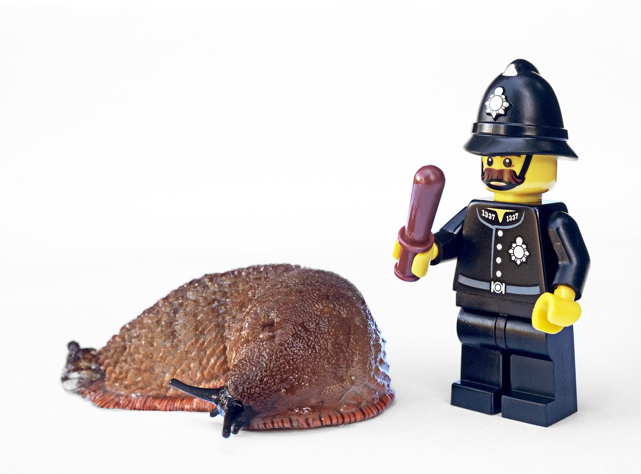Residential Pest Control Services Surrey: Effective Solutions for a Pest-Free Home